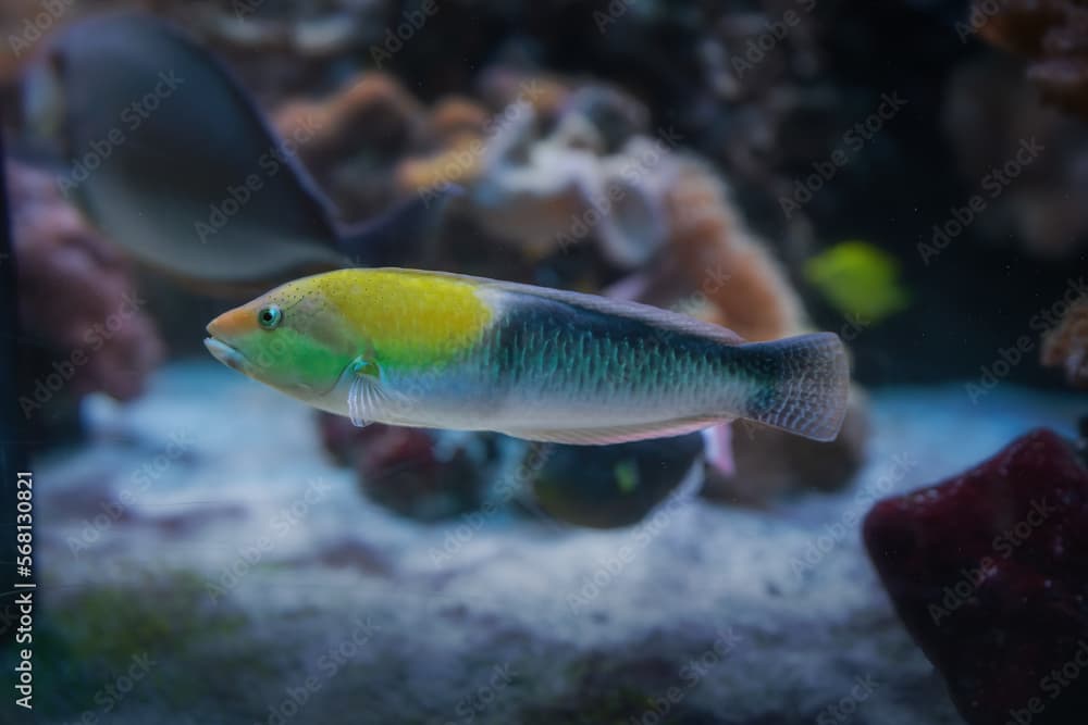 Yellowhead Wrasse Fish (Halichoeres garnoti)