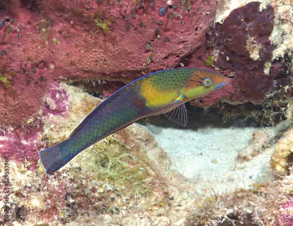 Yellowhead Wrasse on the reef