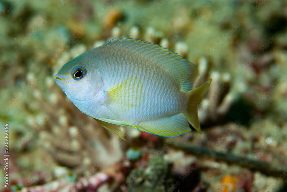 Ambon Damsel Pomacentrus amboinensis