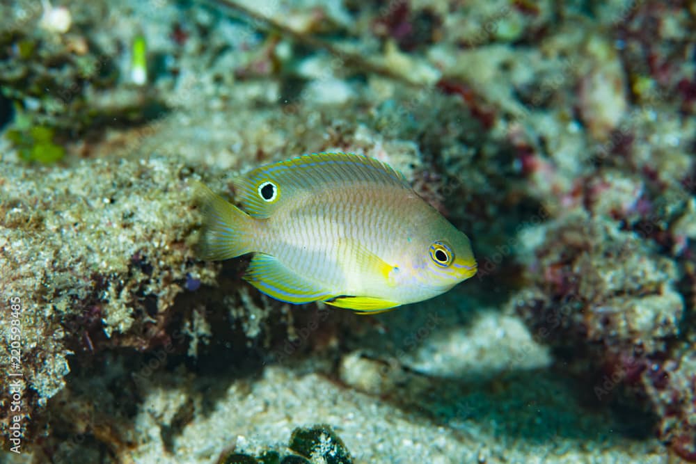 Ambon Damsel Pomacentrus amboinensis