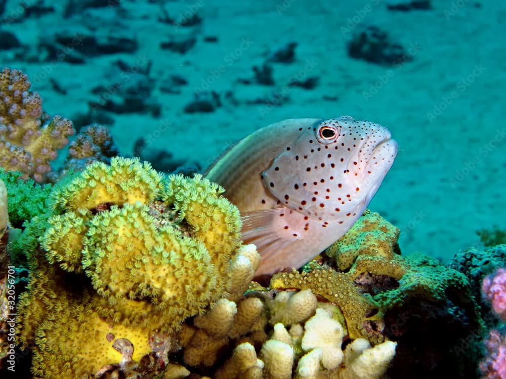 Freckled hawkfish (Paracirrhites forsteri)