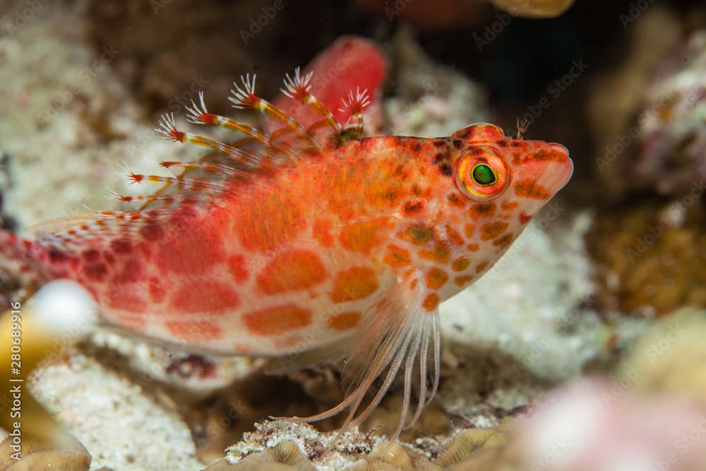 Coral hawkfish is a species of hawkfish