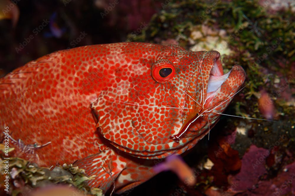Tomato grouper (Cephalopholis sonnerati) being cleaned by a cleaner shrimp (Lysmata amboinensis) in Tulamben, Bali, Indonesia