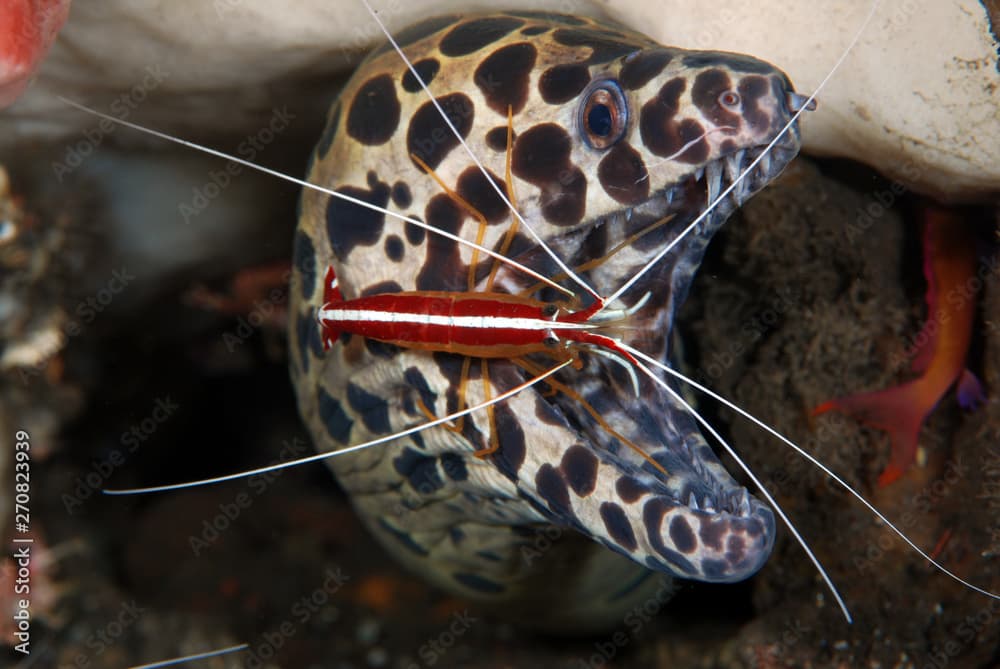 Underwater world - underwater symbiosis - Spotted Moray Eel - Gymnothorax isingteena and White-striped cleaner shrimp - Lysmata amboinensis live together at the cleaning station. Tulamben, Bali.