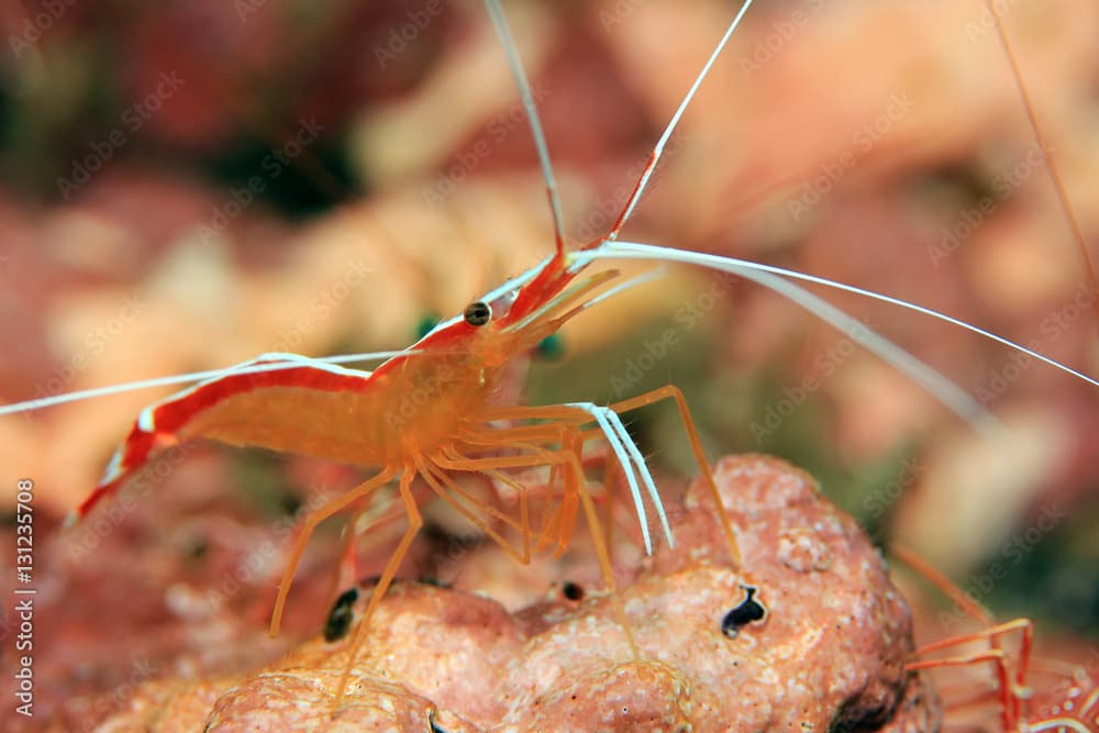 Skunk Cleaner Shrimp (Lysmata Amboinensis, aka Scarlet cleaner Shrimp, Northern Cleaner Shrimp, Pacific Cleaner Shrimp). Padang Bai, Bali, Indonesia