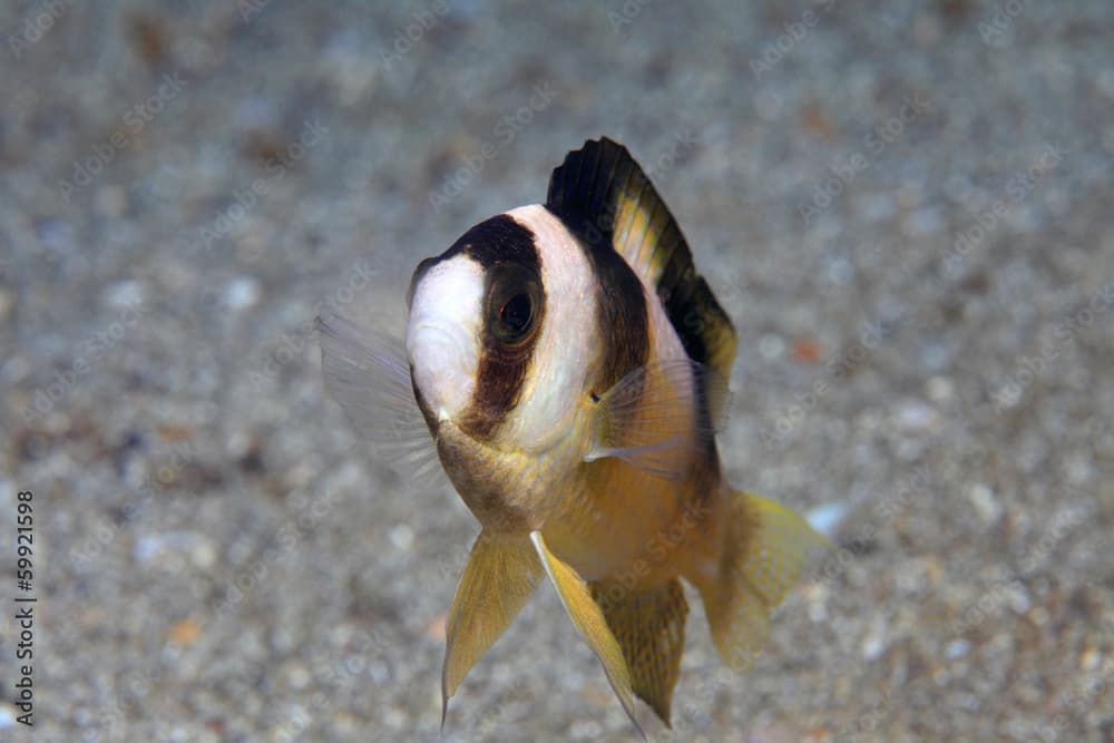 Black-banded Damselfish