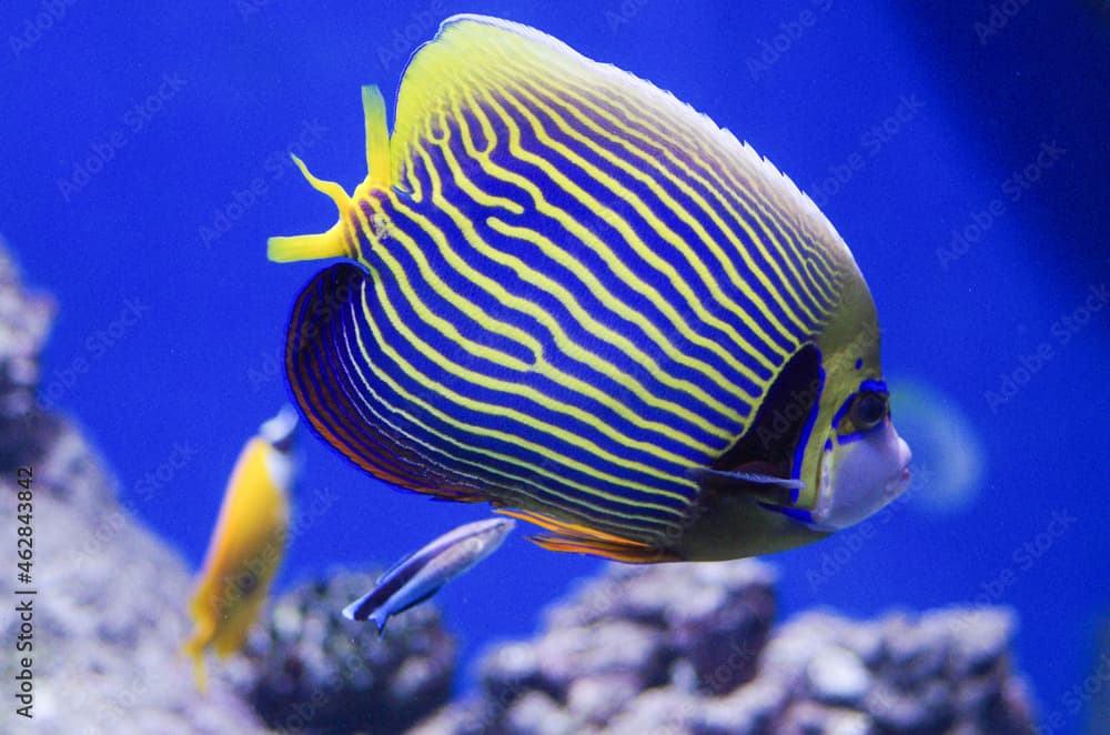 The emperor angelfish, Pomacanthus imperator