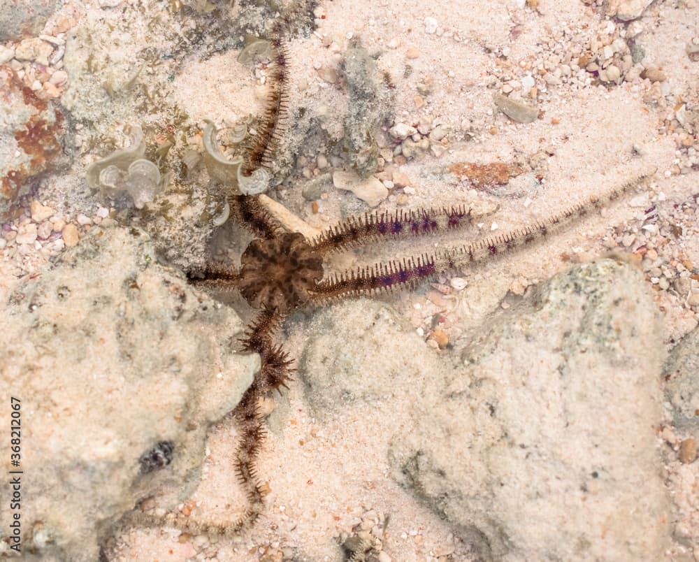 Scientific ID : Ophiocoma echinata (Spiny ophiocoma). Close-up photograph taken underwater while diving in natural habitat of Brittle Star or Brittle Sea Star.
Class Ophiuroidea, Phylum Echinodermata.