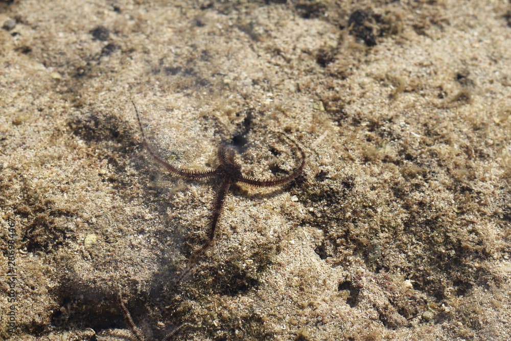 Ophiocoma echinata (Spiny ophiocoma). Close-up photograph taken underwater while diving in natural habitat of Brittle Star or Brittle Sea Star. Class Ophiuroidea, Phylum Echinodermata.