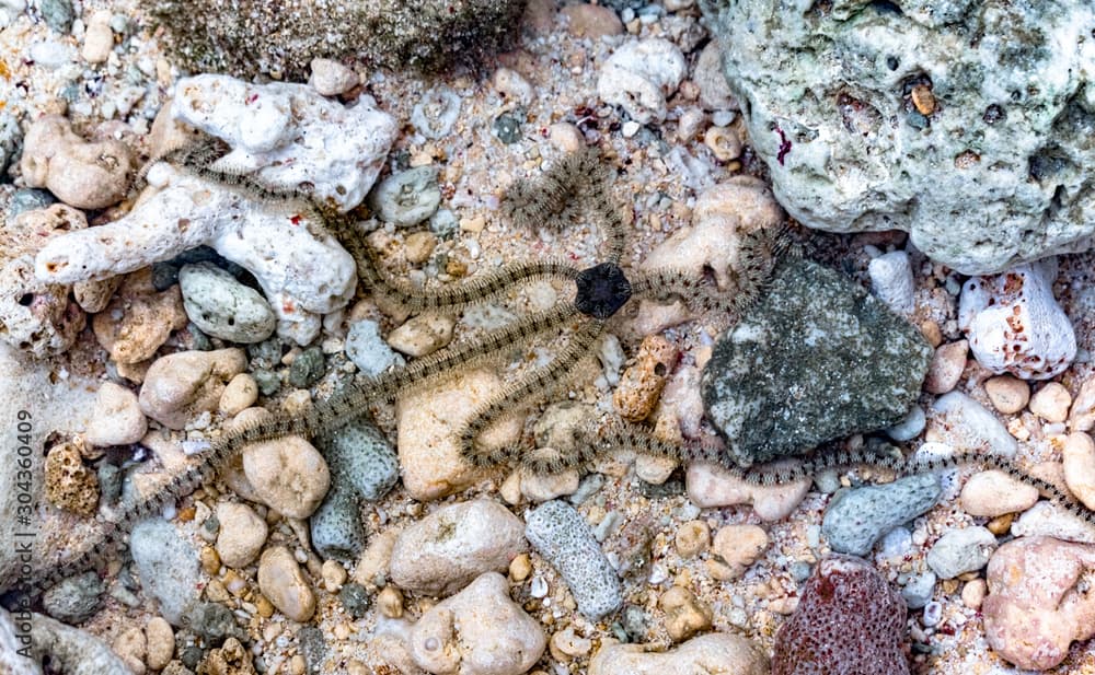 Scientific ID : Ophionereis reticulata (reticulated brittle star). Close-up photograph taken underwater of Brittle Star while in locomotion in natural habitat. Class Ophiuroidea, Phylum Echinodermata.