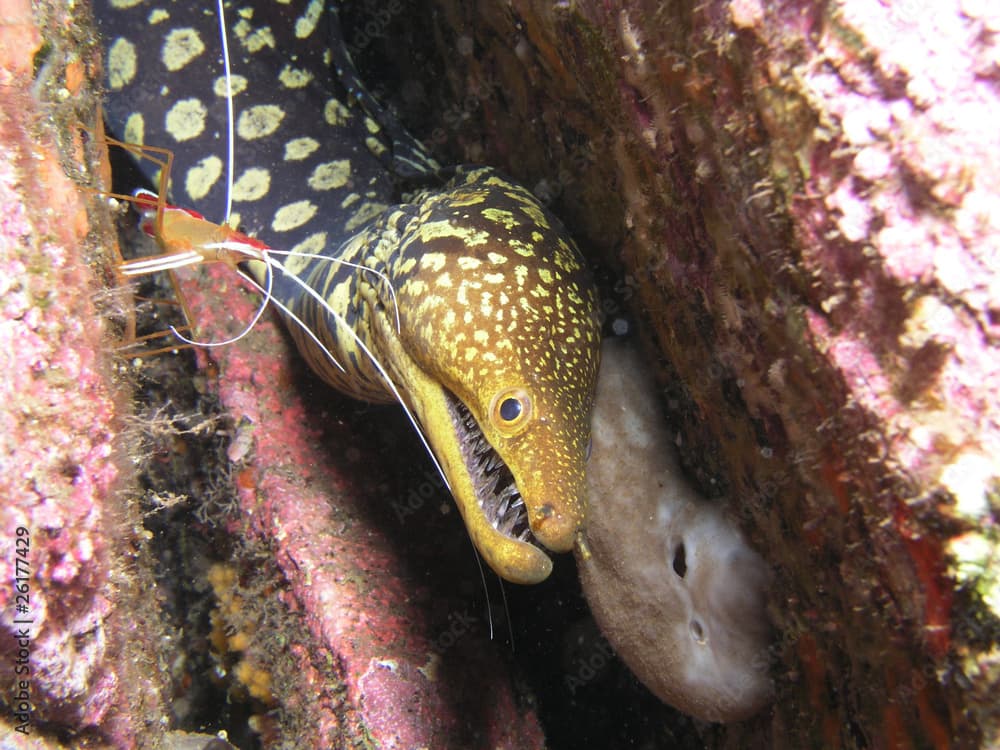 Tigermuräne Enchelycore anatina mit Lysmata grabhami