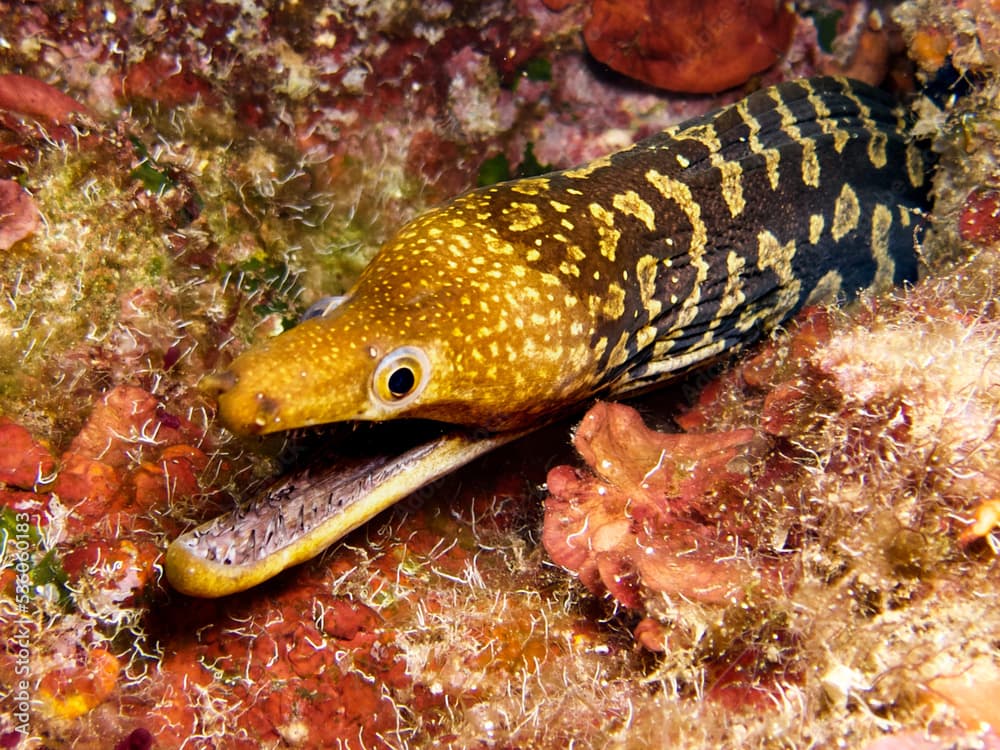 Fangtooth moray - Enchelycore anatina from Santorini, Greece