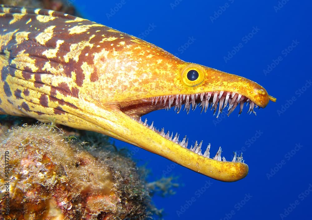 Fangtooth Moray