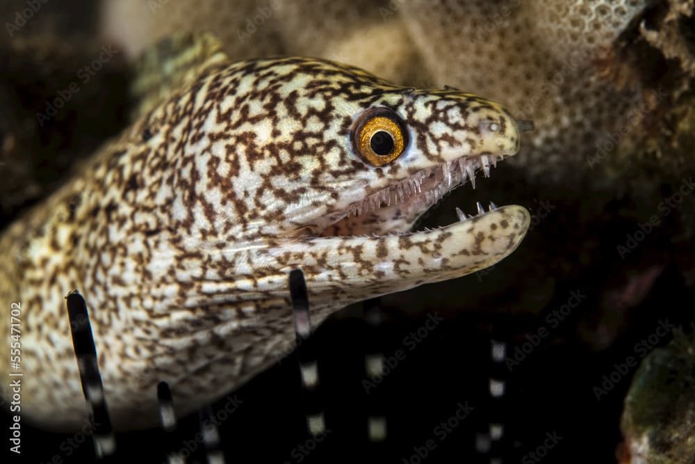 Close-up of a Stout moray eel (Muraena robusta) with sharp teeth; Wailea, Maui, Hawaii, United States of America