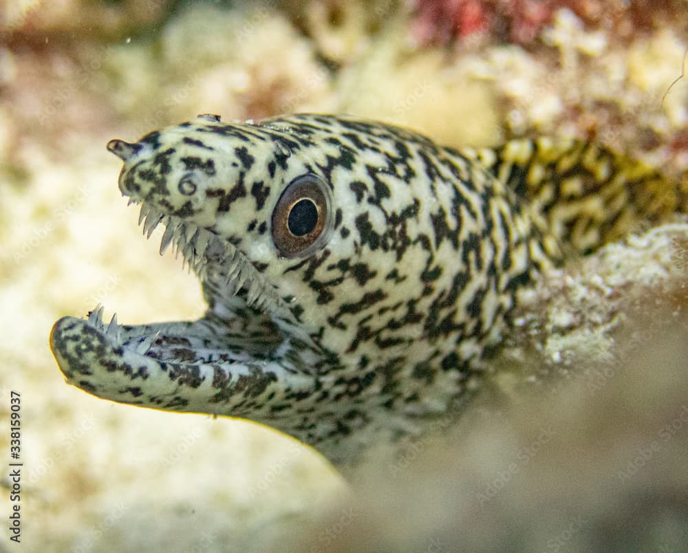 STOUT MORAY  on the reef in Hawaii. 