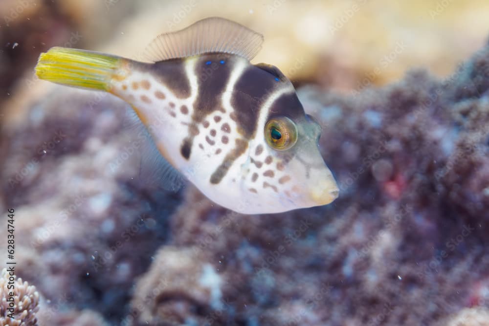 南伊豆ヒリゾ浜のかわいいノコギリハギの幼魚