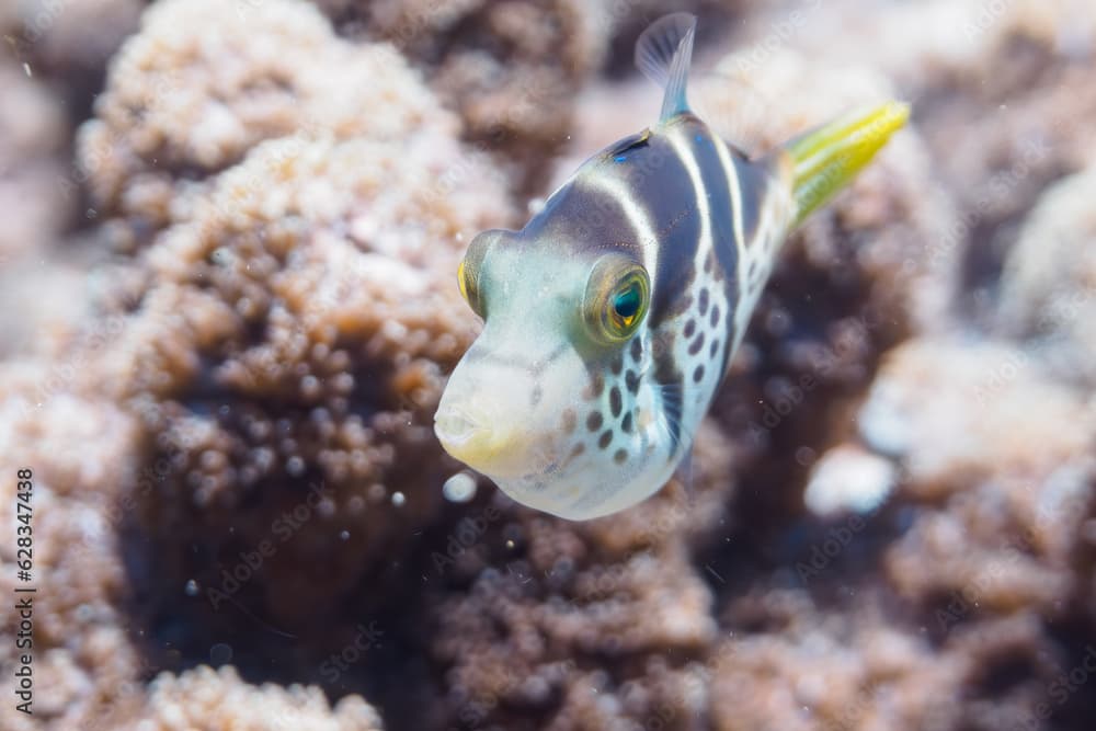 南伊豆ヒリゾ浜のかわいいノコギリハギの幼魚