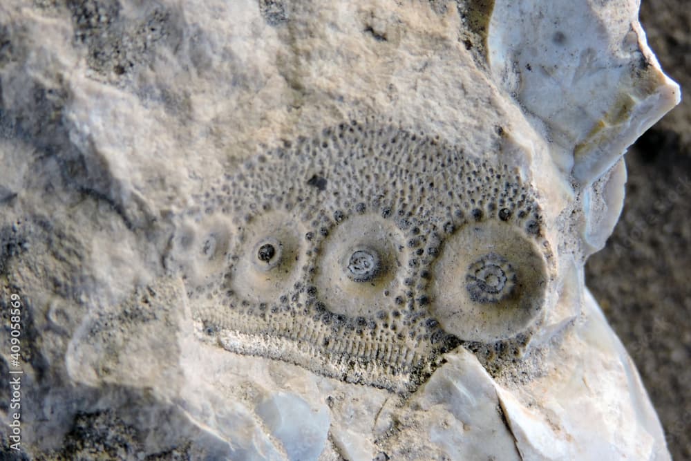 Sea urchin prehistoric fossil on a stone