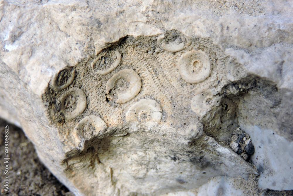 Sea urchin prehistoric fossil on a stone