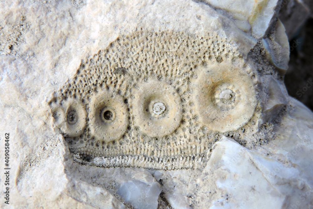 Sea urchin prehistoric fossil on a stone