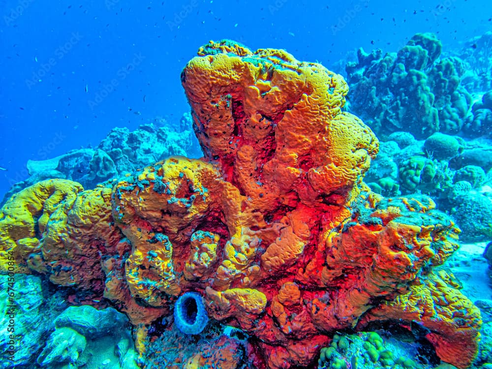 orange elephant ear sponge