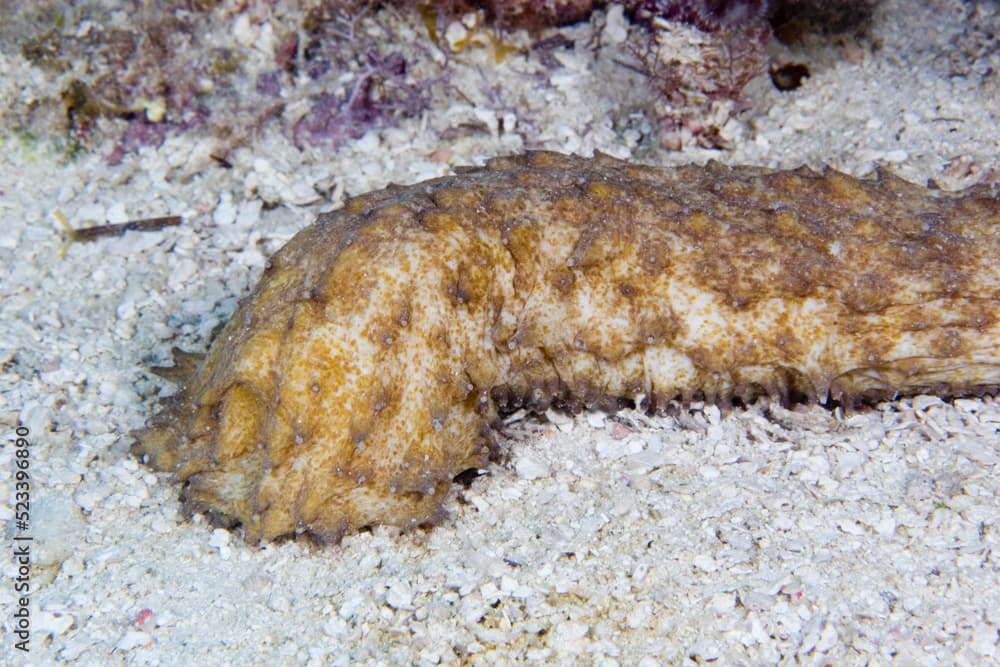 Tiger Tail Sea Cucumber, Holothuria thomasi, in the Florida Keys National Marine Sanctuary, Florida