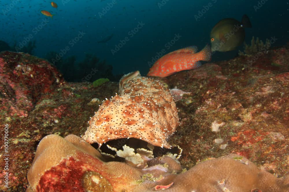 Sea Cucumber