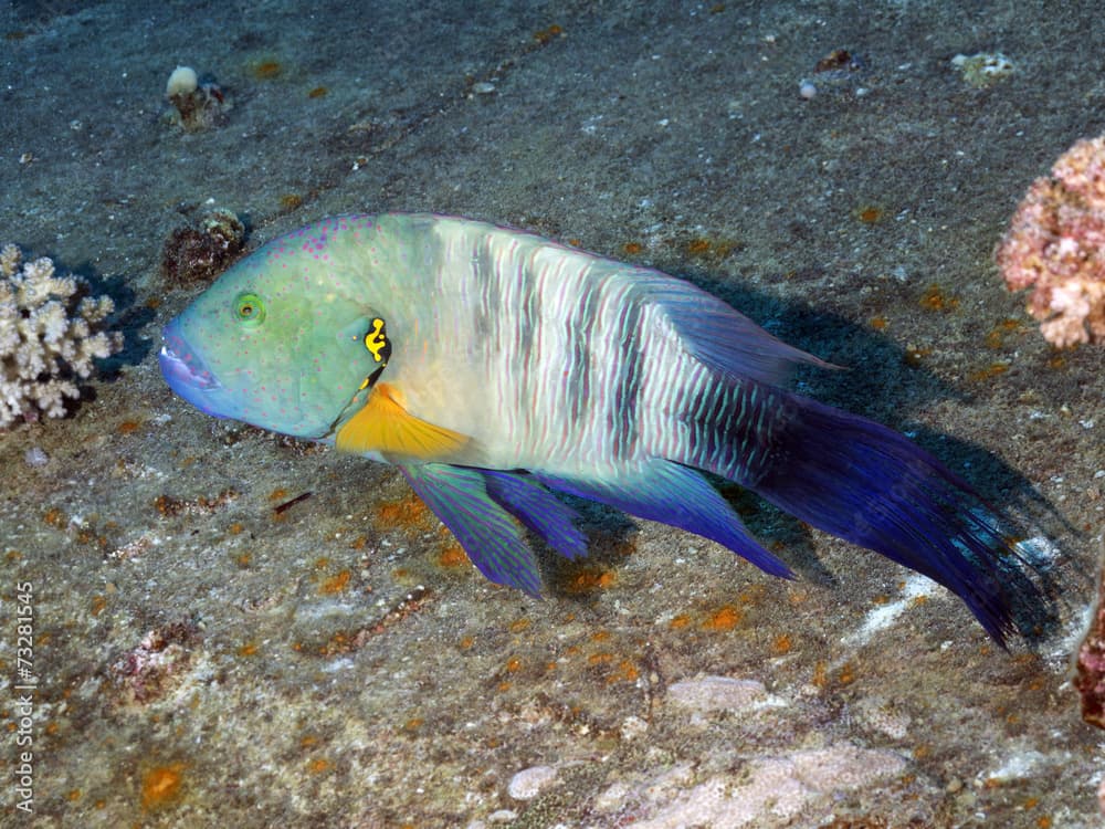 Coral fish Broomtail wrasse