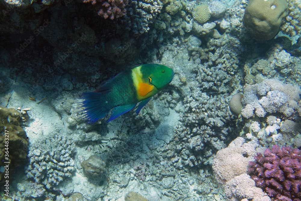 Broomtail wrasse · Cheilinus lunulatus · Reeflings Library