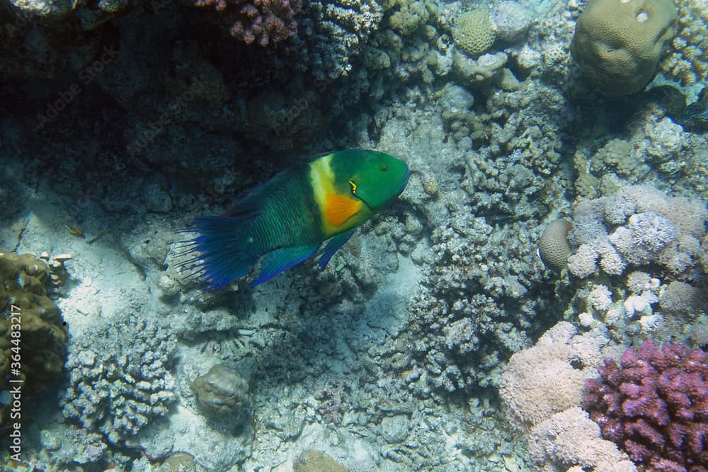 Broomtail wrasse (Cheilinus lunulatus) in Red Sea