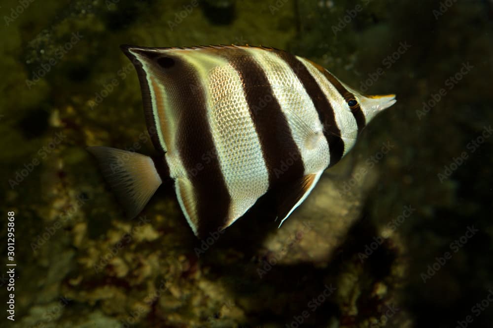 Eastern talma,  truncate coralfish  (Chelmonops truncatus ).