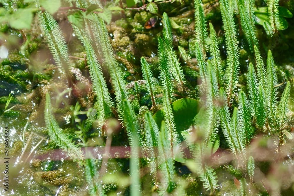 A healthy pond with plants and algae 