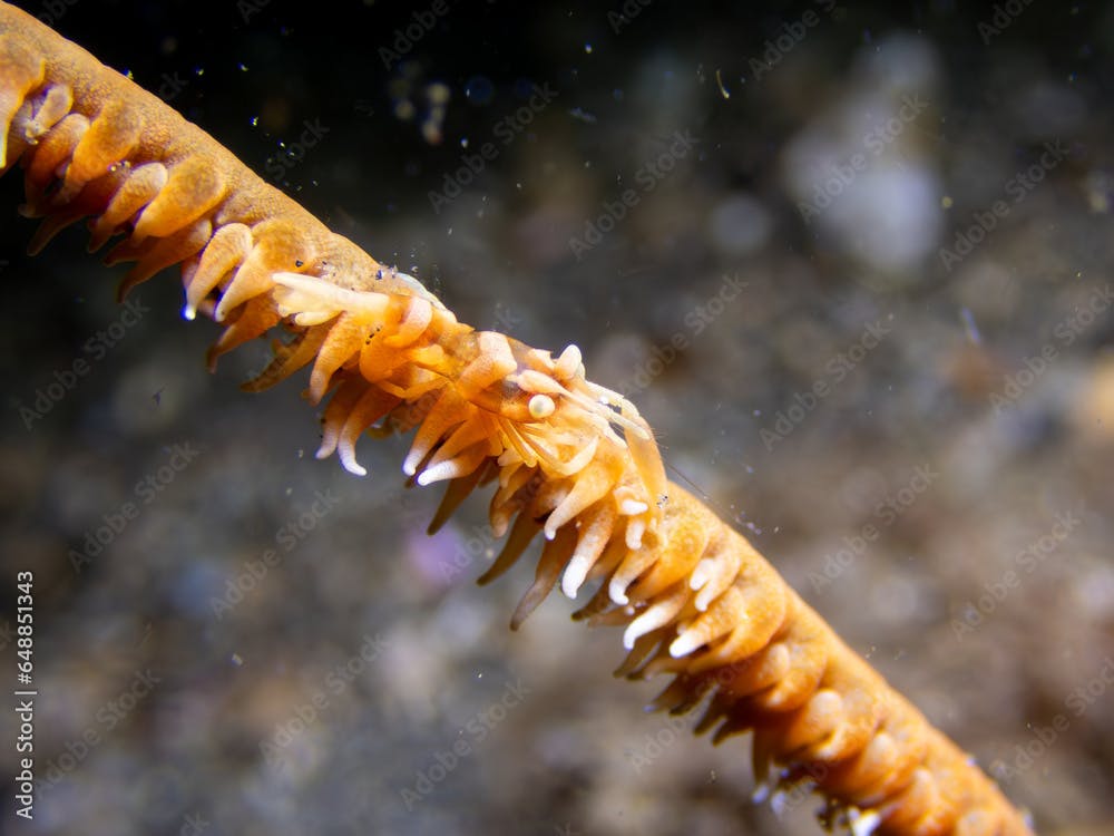 Zanzibar whip coral shrimp, Dasycaris zanzibarica