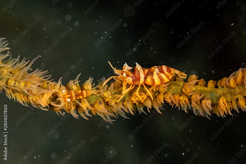 Zanzibar whip coral shrimp - Dasycaris zanzibarica