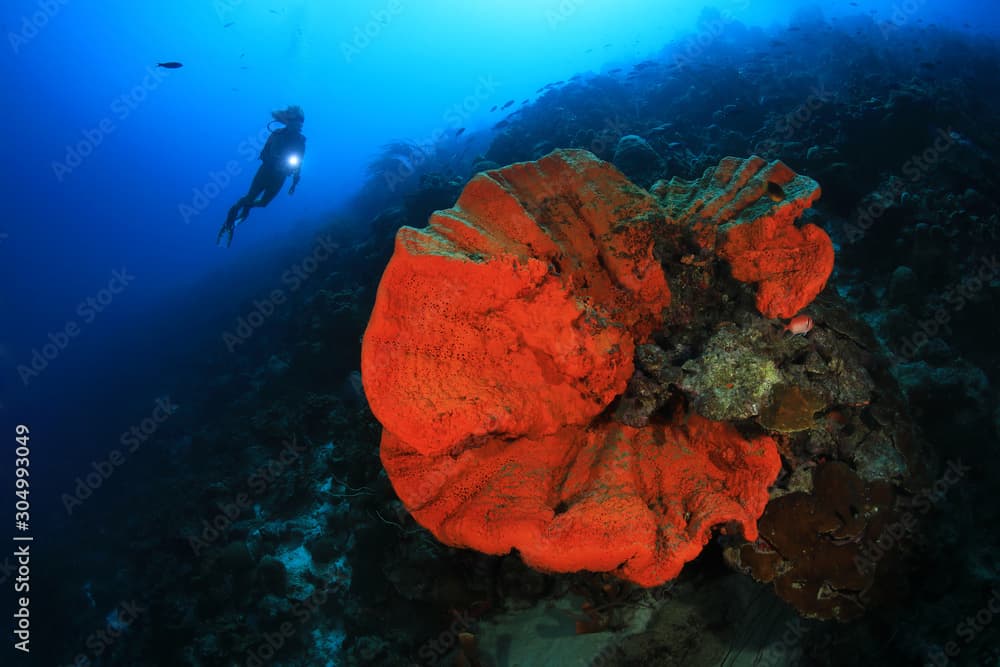 Orange elephant ear sponge