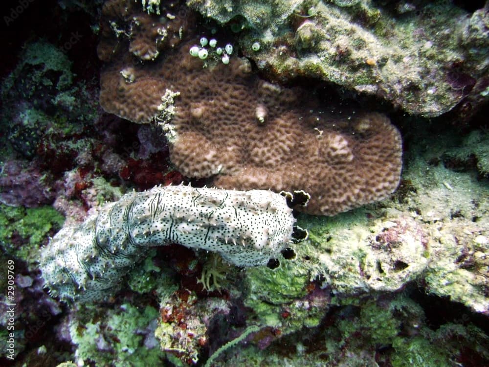 sea cucumber