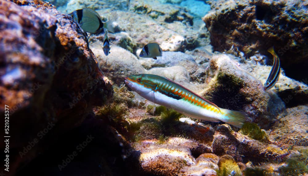 Mediterranean rainbow wrasse - (Coris julis)