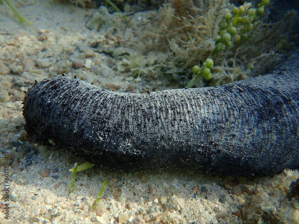 Lollyfish or black sea cucumber (Holothuria atra) undersea, Red Sea, Egypt, Sharm El Sheikh, Nabq Bay