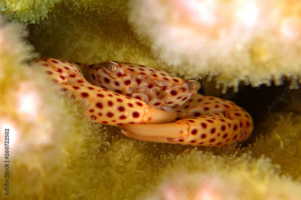 Tiger coral crab (Trapezia tigrina) Taking in Red Sea, Egypt.;