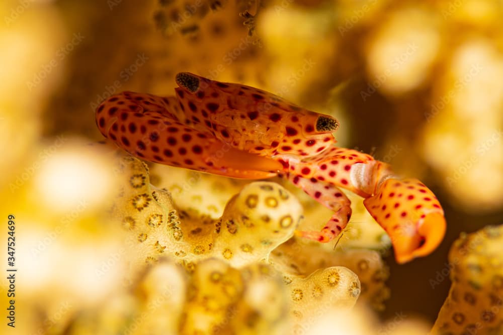 small orange red-spotted guard crab