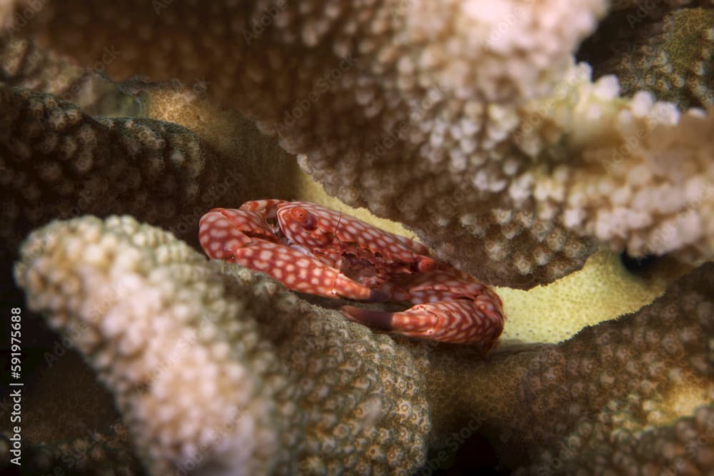 Spotted Guard Crab (Trapezia tigrina); Maui, Hawaii, United States of America