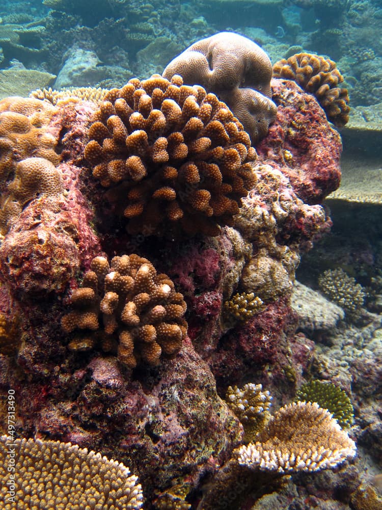 Stylophora Pistillata - Hood Coral - Smooth Cauliflower Coral - Brain coral - Acropora coral