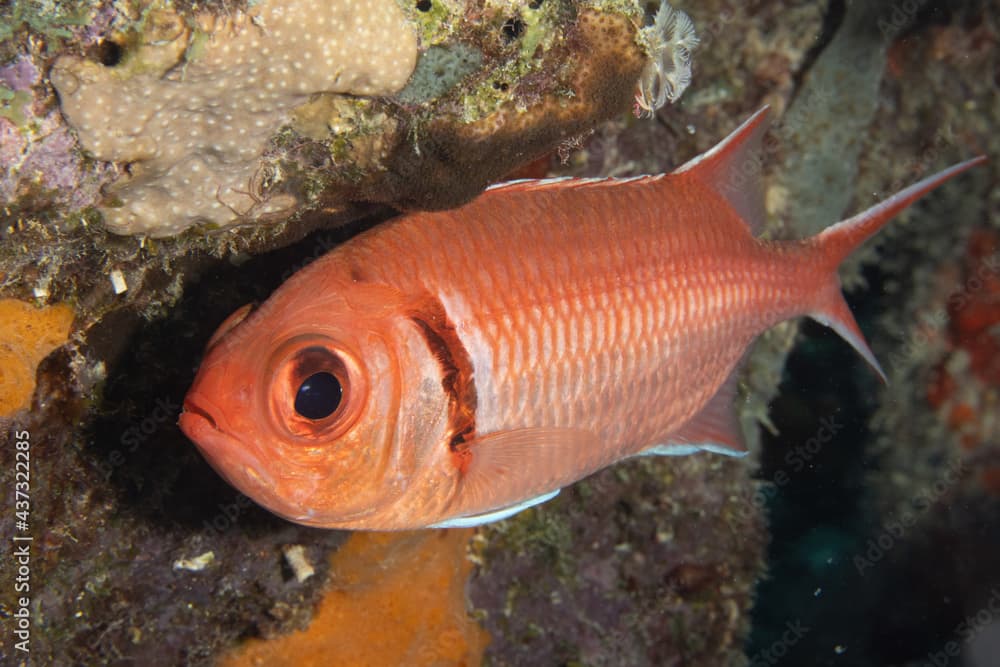 Blackbar Soldierfish on Caribbean Coral Reef