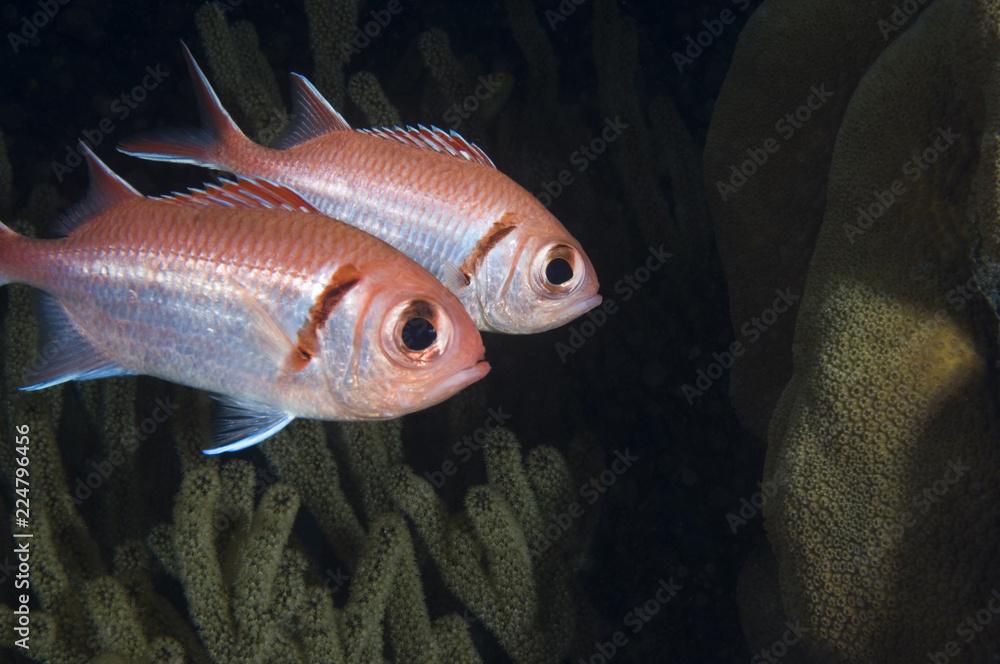 Blackbar soldierfish on coral reef at Bonaire Island in the Caribbean