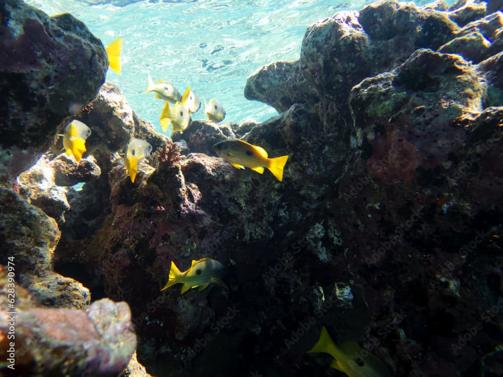 Beautiful and colorful inhabitants of the red sea coral reef