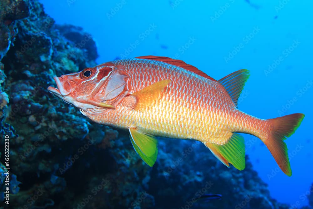 Giant Squirrelfish