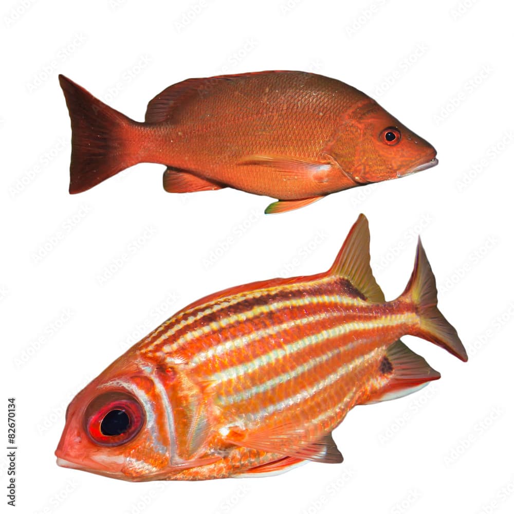 Red Snapper fish and Squirrelfish isolated white background