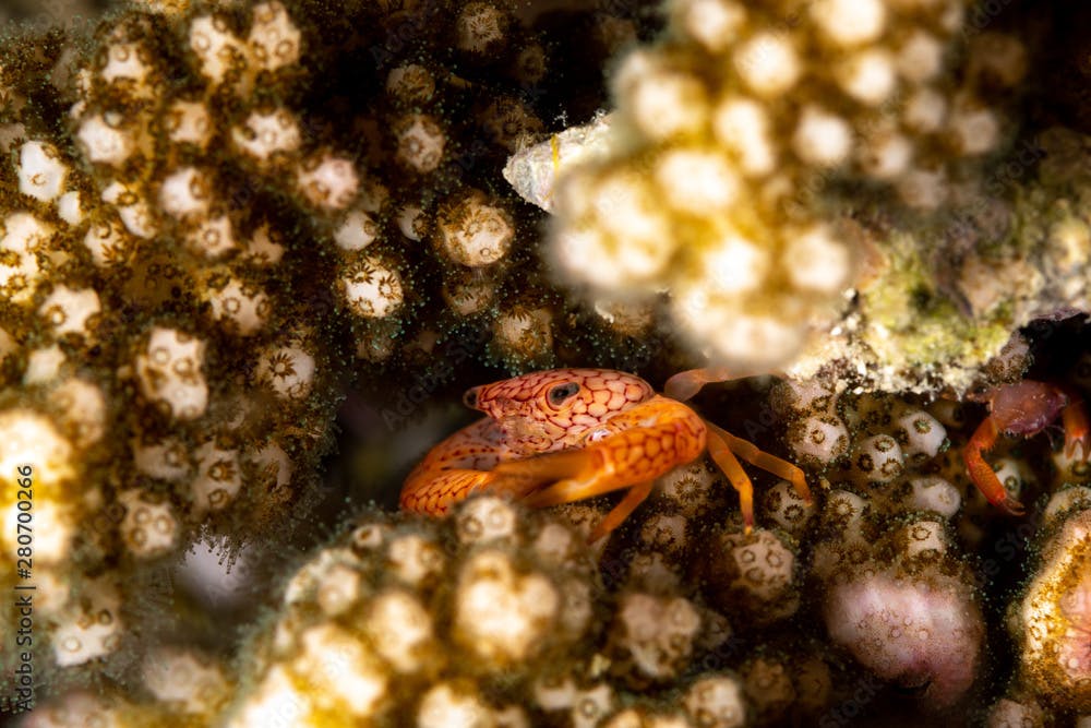 Red spotted Coral Crab, Trapezia rufopunctata, is a species of guard crabs in the family Trapeziidae