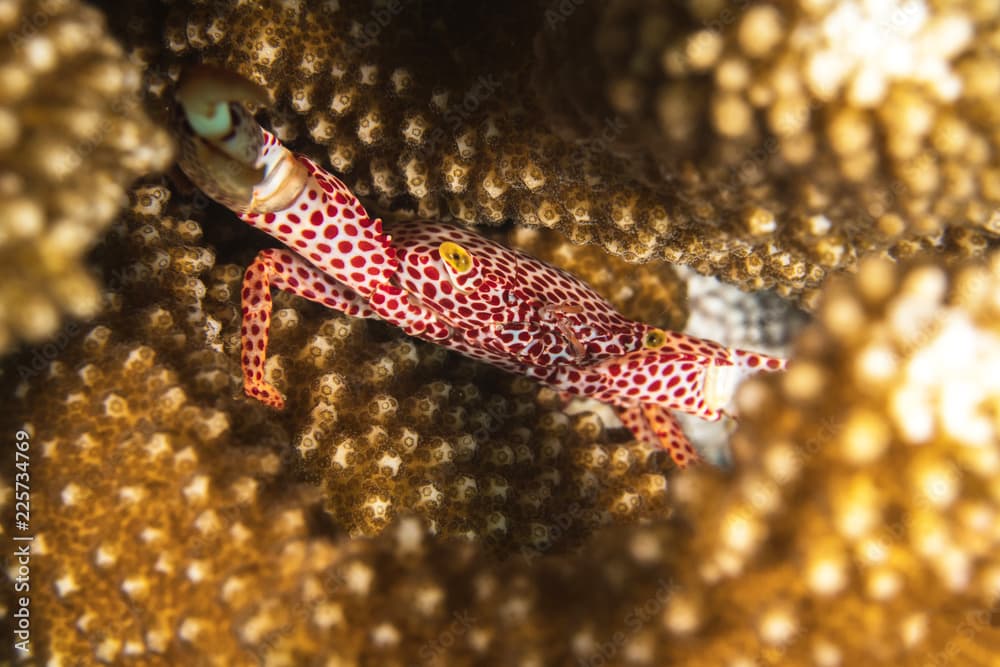 Red coral Crab, Trapezia cymodoce.