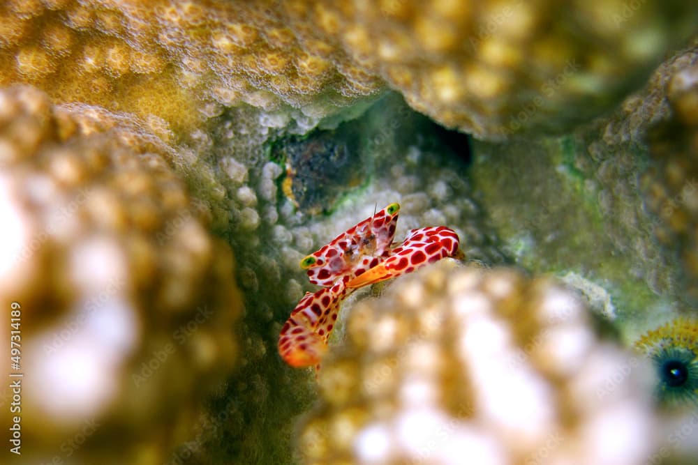 Trapezia Rufopunctata -  Red Spotted Guard Crab -  Trapeziidae